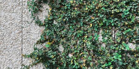 Ivy growing on a stone wall